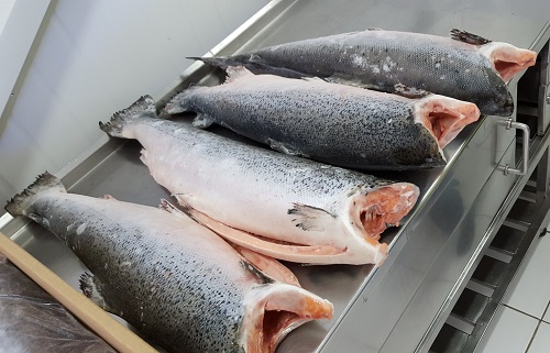 Salmon